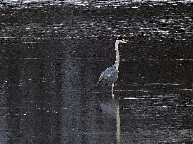 volavka popolavá Ardea cinerea  Linnaeus, 1758