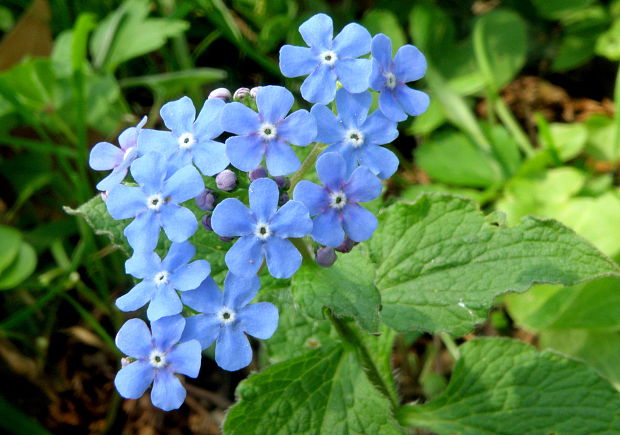 brunera veľkolistá Brunnera macrophylla (Adams) I. M. Johnst.