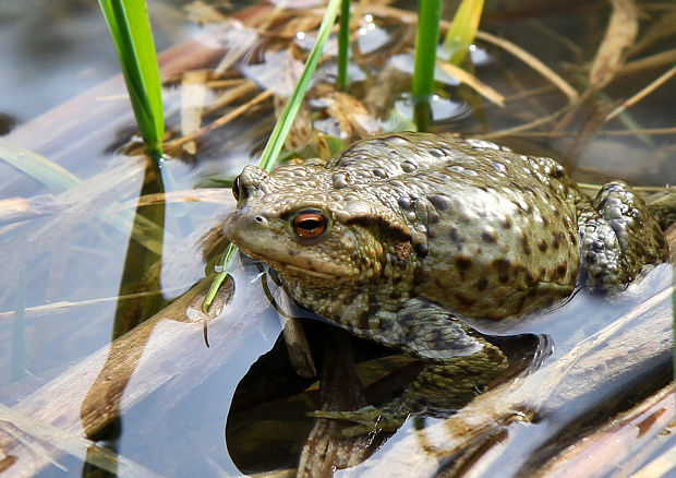 ropucha obyčajná Bufo bufo