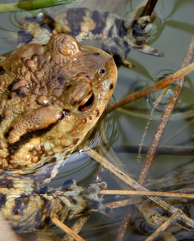 ropucha obyčajná Bufo bufo