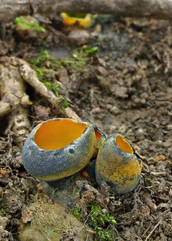 pohárovka ohnivá Caloscypha fulgens (Pers.) Boud.