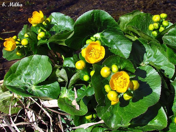 záružlie močiarne Caltha palustris L.