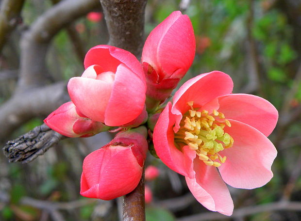 dulovec japonský Chaenomeles japonica (Thunb.) Lindl.