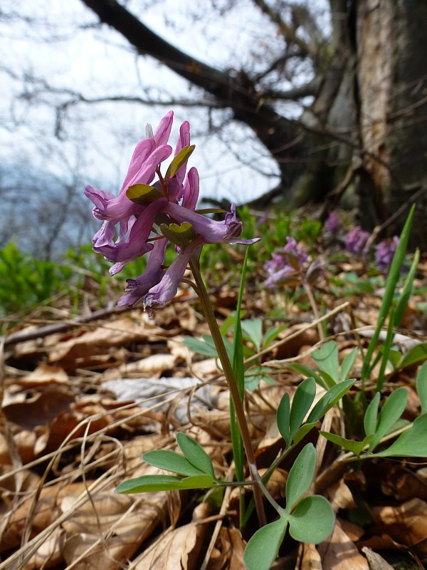 chochlačka Corydalis sp.