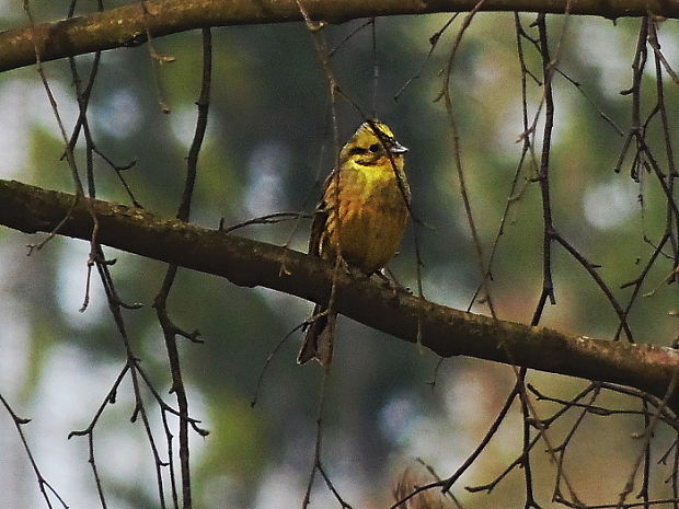 strnádka žltá Emberiza citrinella Linnaeus, 1758