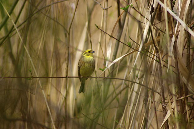 strnádka žltá  Emberiza citrinella