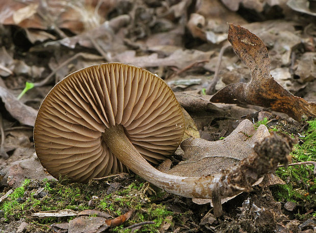 hodvábnica včasná Entoloma vernum S. Lundell