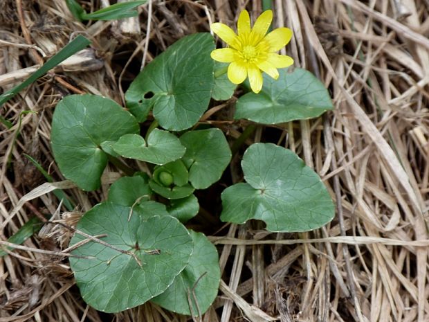 blyskáč cibuľkatý Ficaria bulbifera Holub