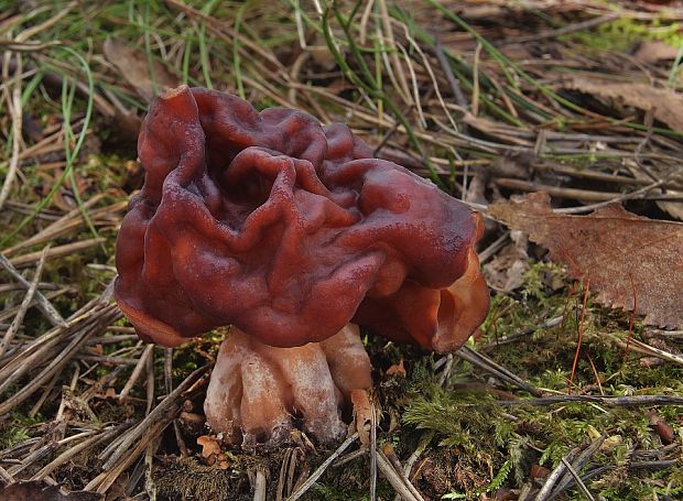 ušiak obyčajný Gyromitra esculenta (Pers.) Fr.