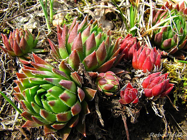 skalničník guľkovitý Jovibarba globifera (L.) J. Parn.