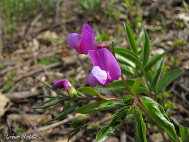 hrachor jarný Lathyrus vernus (L.) Bernh.