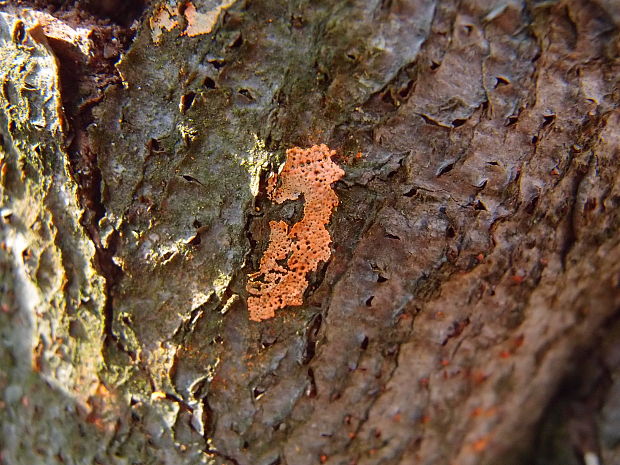 pakôrovec ? Meruliopsis sp. ?