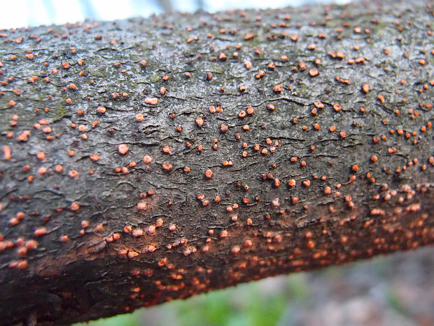 hlivka červená Nectria cinnabarina (Tode) Fr.