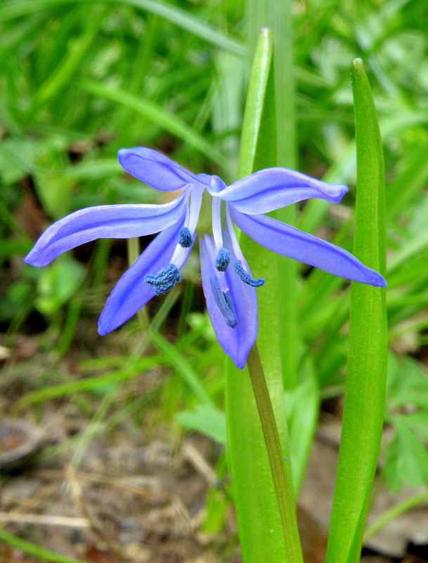 scilovka sibírska Othocallis siberica (Haw.) Speta