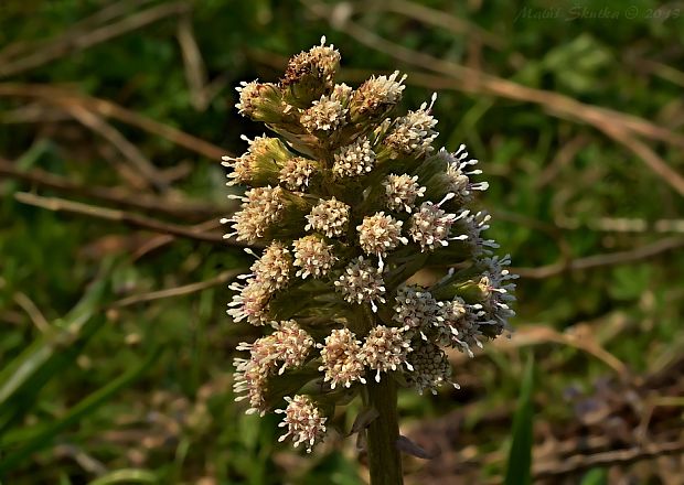 deväťsil biely Petasites albus (L.) P. Gaertn.