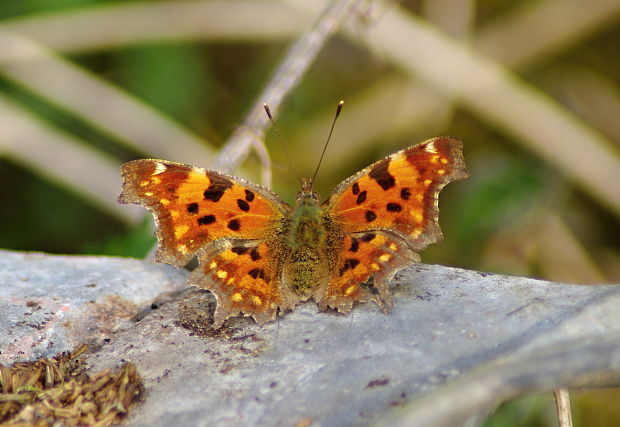 babôčka zubatokrídla Polygonia c-album