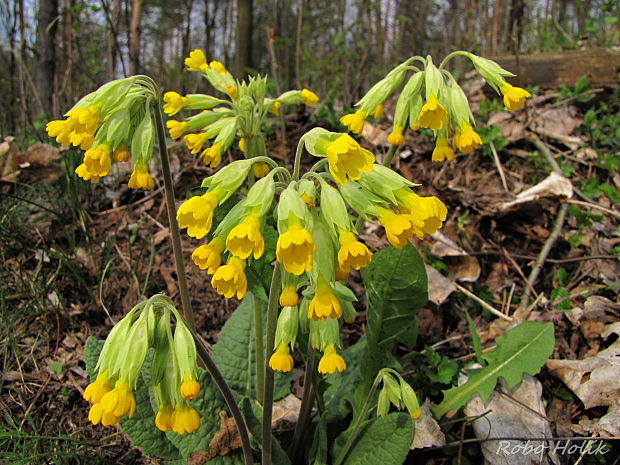 prvosienka jarná Primula veris L.