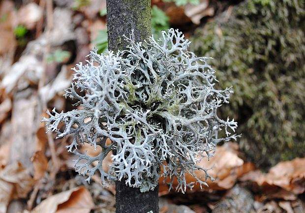 pakonárnik otrubový Pseudevernia furfuracea var. furfuracea (L.) Zopf