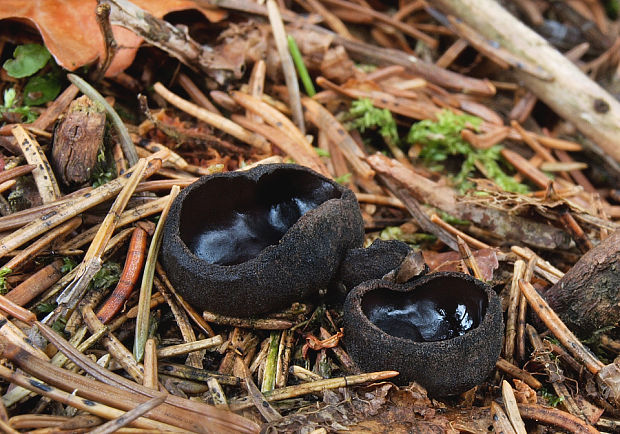 misôčka černastá Pseudoplectania nigrella (Pers.) Fuckel