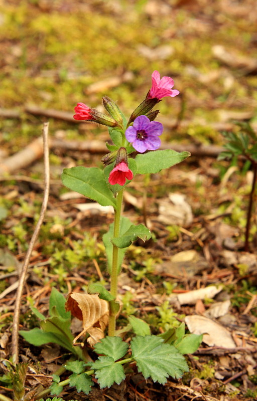 pľúcnik lekársky Pulmonaria officinalis L.