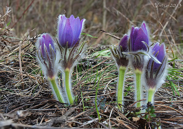 poniklec veľkokvetý Pulsatilla grandis Wender.