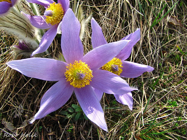 poniklec Pulsatilla sp.