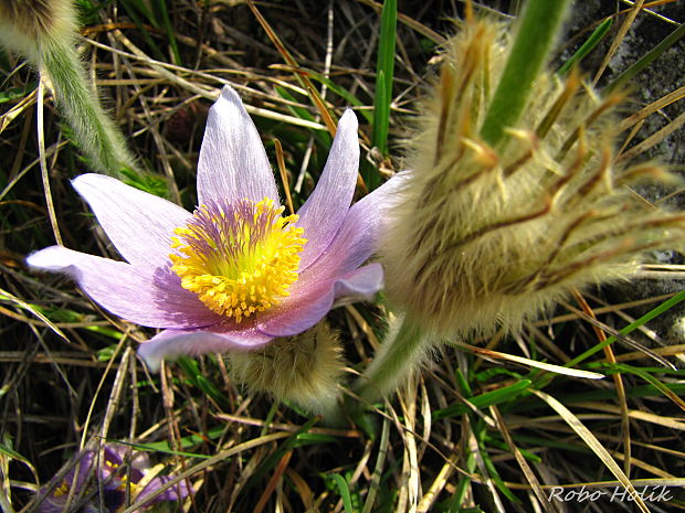 poniklec Pulsatilla sp.