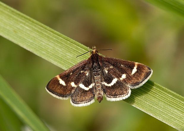 vijačka čierna Pyrausta nigrata