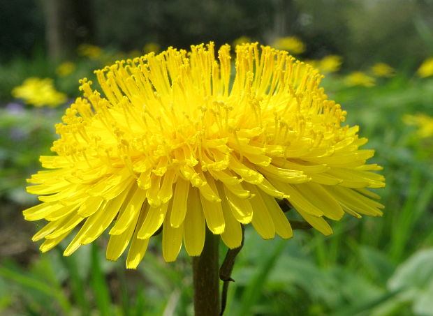 púpava lekárska Taraxacum officinale (L.) Weber ex F.H.Wigg