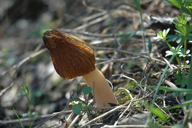 smrčkovec český Verpa bohemica (Krombh.) J. Schröt.