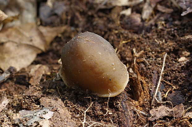 smrčkovec náprstkovitý Verpa conica (O.F. Müll.) Sw.