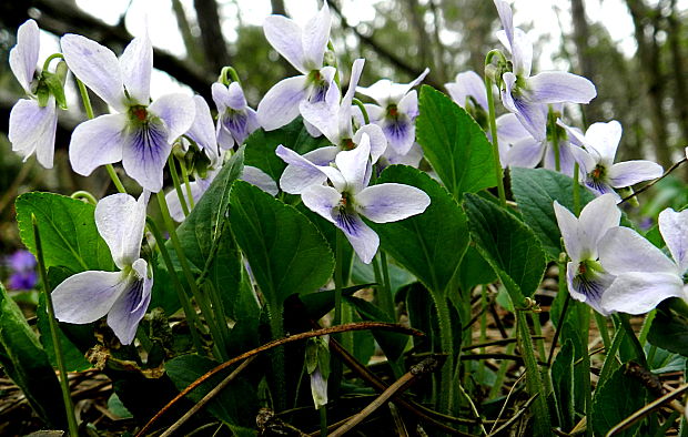 fialka lesná Viola reichenbachiana Jord. ex Boreau