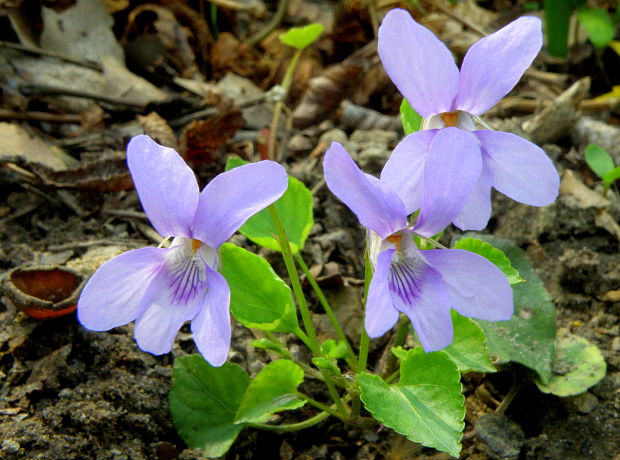 fialka Viola sp.