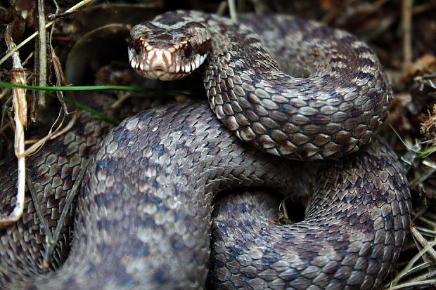 vretenica severna Vipera berus