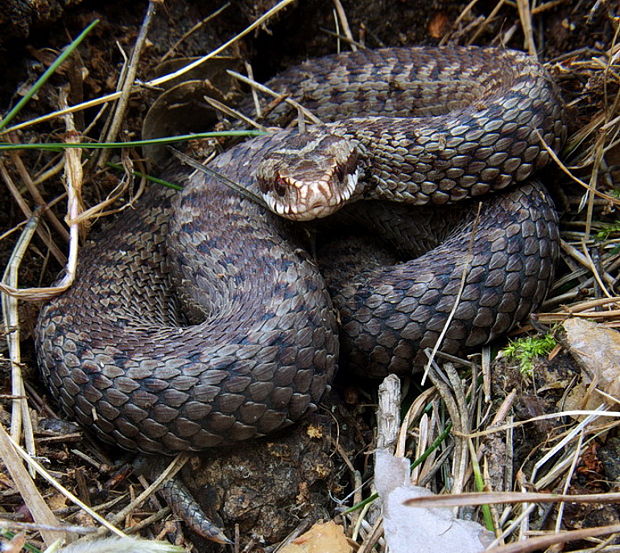 vretenica severna Vipera berus