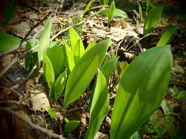 cesnak medvedí Allium ursinum L.