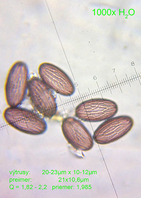 askobol zrniečkatý Ascobolus sacchariferus Brumm.