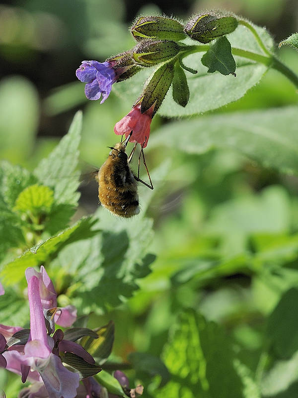 chlpačka Bombylius sp.