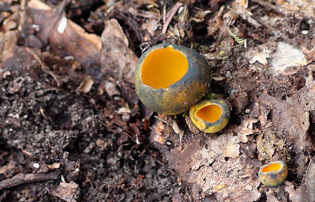 pohárovka ohnivá Caloscypha fulgens (Pers.) Boud.