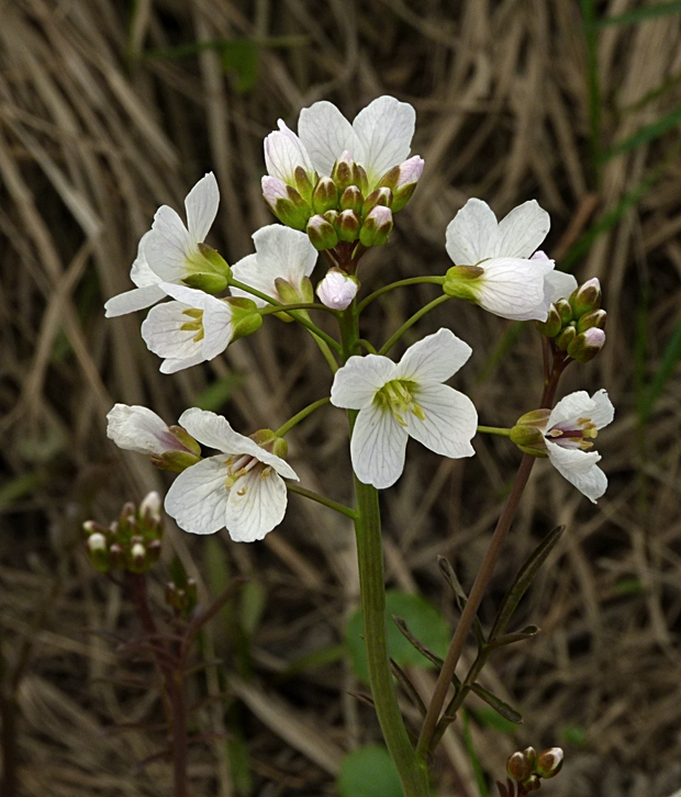 žerušnica lúčna Cardamine pratensis L.