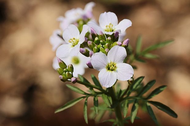 žerušnica lúčna          Cardamine pratensis L.