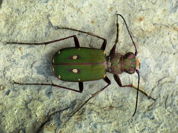 svižník poľný Cicindela campestris Linnaeus, 1758