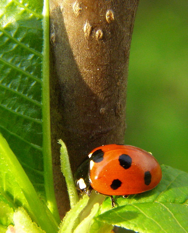 lienka sedembodkova Coccinella septempunctata