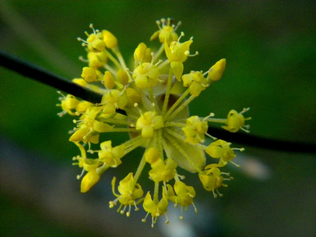 drieň obyčajný Cornus mas L.