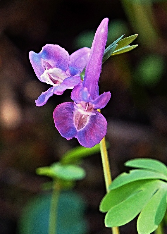 chochlačka plná Corydalis solida (L.) Clairv.