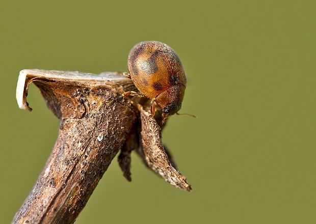 lienka Cynegetis impunctata