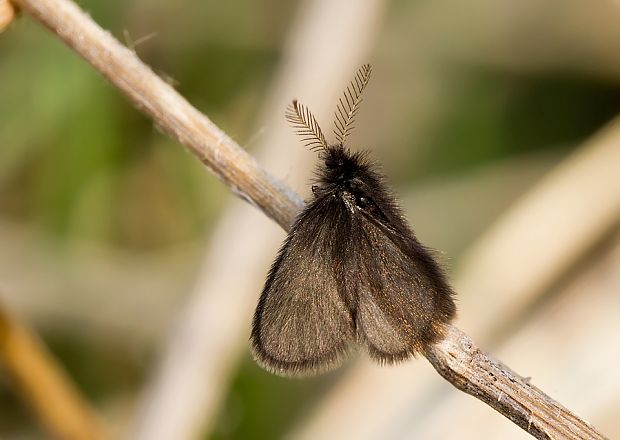 vreckovec malý Epichnopterix cf. plumella