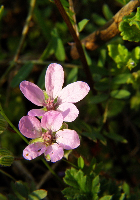 bociannik rozpukovitý Erodium cicutarium (L.) L