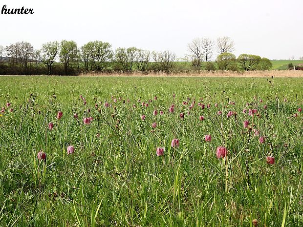 korunkovka strakatá Fritillaria meleagris L.