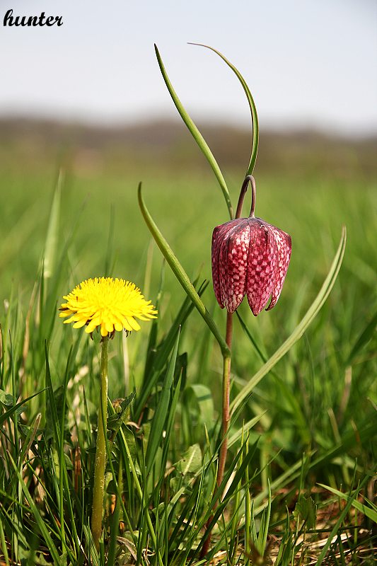 korunkovka strakatá Fritillaria meleagris L.